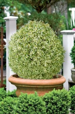 Elegans Variegated Boxwood - Buxus Sempervirens 'Elegantissima' - 2 Gallon Pot 9 Elegans Variegated Boxwood - Buxus Sempervirens 'Elegantissima' - 2 Gallon Pot -Wilson Bros Gardens Plant Sales Store buxus sempervirens elegantissima variegated boxwood 101