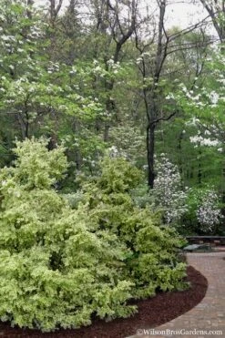 Elegans Variegated Boxwood - Buxus Sempervirens 'Elegantissima' - 2 Gallon Pot 11 Elegans Variegated Boxwood - Buxus Sempervirens 'Elegantissima' - 2 Gallon Pot -Wilson Bros Gardens Plant Sales Store buxus sempervirens elegantissima variegated boxwood 102