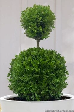 Dwarf English Boxwood Two-Ball Poodle Tier Topiary - 3 Gallon Pot 9 Dwarf English Boxwood Two-Ball Poodle Tier Topiary - 3 Gallon Pot -Wilson Bros Gardens Plant Sales Store buxus sempervirens suffruticosa standard two ball topiary boxwood 10