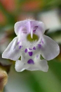 White Cloud Calamint - 1 Gallon Pot 12 White Cloud Calamint - 1 Gallon Pot -Wilson Bros Gardens Plant Sales Store calamint 16