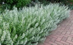 White Cloud Calamint - 1 Gallon Pot 13 White Cloud Calamint - 1 Gallon Pot -Wilson Bros Gardens Plant Sales Store calamint white cloud 1