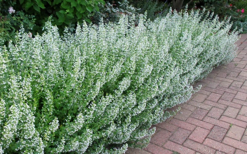 White Cloud Calamint - 1 Gallon Pot 5 White Cloud Calamint - 1 Gallon Pot - Image 5