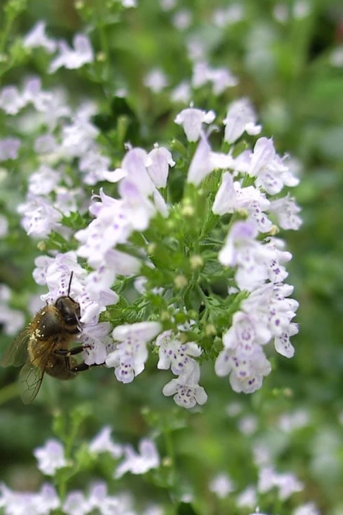 White Cloud Calamint - 1 Gallon Pot 7 White Cloud Calamint - 1 Gallon Pot - Image 7