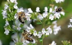 White Cloud Calamint - 1 Gallon Pot 14 White Cloud Calamint - 1 Gallon Pot -Wilson Bros Gardens Plant Sales Store calamint white cloud 5