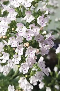 White Cloud Calamint - 1 Gallon Pot 16 White Cloud Calamint - 1 Gallon Pot -Wilson Bros Gardens Plant Sales Store calamint white cloud 6