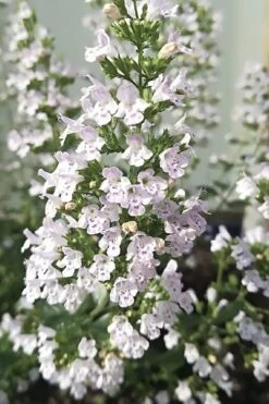 White Cloud Calamint - 1 Gallon Pot 17 White Cloud Calamint - 1 Gallon Pot -Wilson Bros Gardens Plant Sales Store calamint white cloud 7