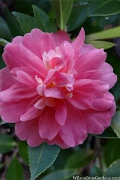 Autumn Spirit Camellia - Hybrid - 3 Gallon Pot -Wilson Bros Gardens Plant Sales Store camellia autumn spirit 22