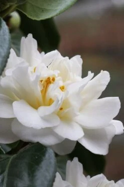 Cream Puff Fragrant Camellia - 3 Gallon Pot 8 Cream Puff Fragrant Camellia - 3 Gallon Pot -Wilson Bros Gardens Plant Sales Store camellia cream puff 1