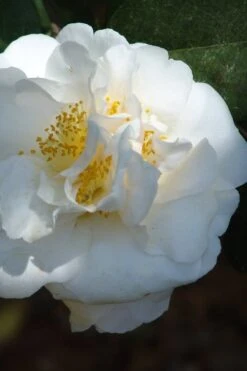 Cream Puff Fragrant Camellia - 3 Gallon Pot 9 Cream Puff Fragrant Camellia - 3 Gallon Pot -Wilson Bros Gardens Plant Sales Store camellia cream puff 2
