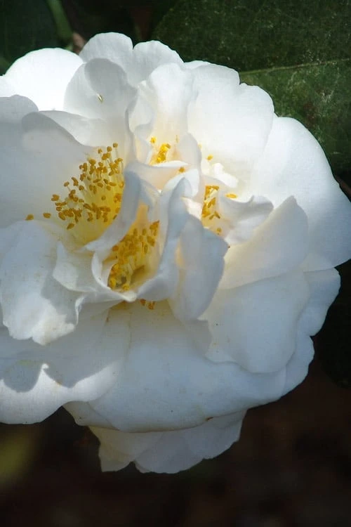 Cream Puff Fragrant Camellia - 3 Gallon Pot 5 Cream Puff Fragrant Camellia - 3 Gallon Pot - Image 5