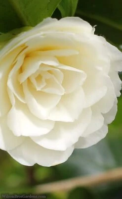 Dahlonega Camellia Japonica - 3 Gallon Pot -Wilson Bros Gardens Plant Sales Store camellia dahlonega 3