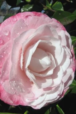 Desire Camellia Japonica - 1 Gallon Pot -Wilson Bros Gardens Plant Sales Store camellia desire 2