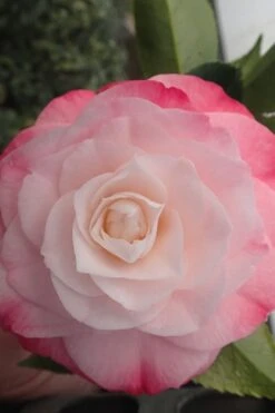 Desire Camellia Japonica - 1 Gallon Pot -Wilson Bros Gardens Plant Sales Store camellia desire 3