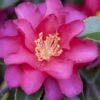 Hiryu Camellia Sasanqua - 3 Gallon Pot
