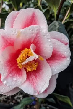 Sadaharu Oh Camellia - 7 Gallon Pot (3-4') -Wilson Bros Gardens Plant Sales Store camellia japonica sadaharu oh 100