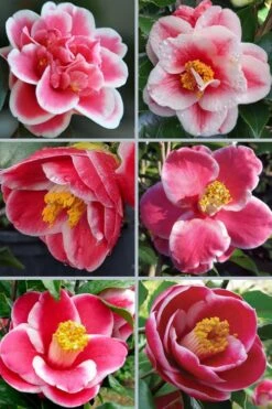 Sadaharu Oh Camellia - 7 Gallon Pot (3-4') -Wilson Bros Gardens Plant Sales Store camellia japonica sadaharu oh 102