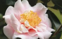 Moonlight Bay Camellia Japonica - 3 Gallon Pot -Wilson Bros Gardens Plant Sales Store camellia moonlight bay 3