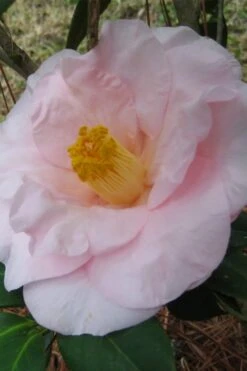 Moonlight Bay Camellia Japonica - 3 Gallon Pot -Wilson Bros Gardens Plant Sales Store camellia moonlight bay 5