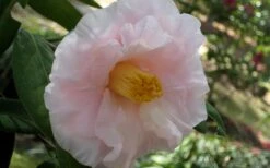 Moonlight Bay Camellia Japonica - 3 Gallon Pot -Wilson Bros Gardens Plant Sales Store camellia moonlight bay 6
