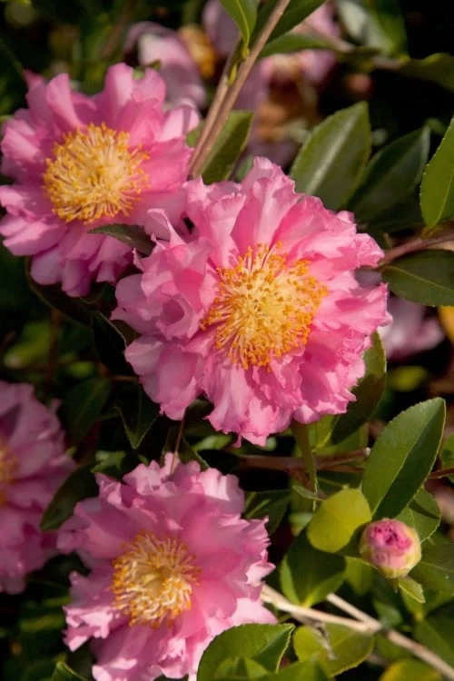 October Magic Carpet Dwarf Camellia - 2.5 Quart Pot 1 October Magic Carpet Dwarf Camellia - 2.5 Quart Pot