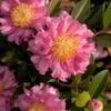 October Magic Carpet Dwarf Camellia - 3 Gallon Pot