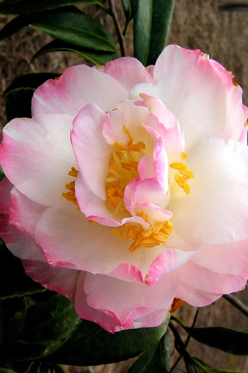 Omega Camellia Japonica - 3 Gallon Pot 1 Omega Camellia Japonica - 3 Gallon Pot