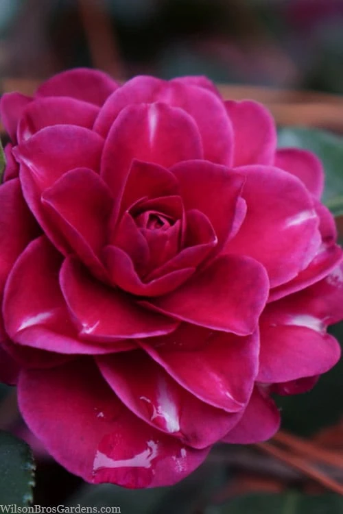 Purple Haze Camellia - 1 Gallon Pot 1 Purple Haze Camellia - 1 Gallon Pot