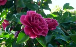 Purple Haze Camellia - 1 Gallon Pot 9 Purple Haze Camellia - 1 Gallon Pot -Wilson Bros Gardens Plant Sales Store camellia sasanqua purple haze 2