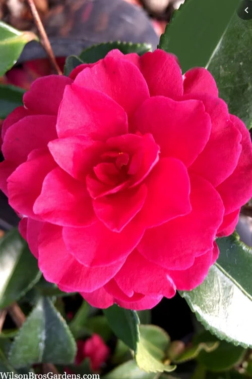 Purple Haze Camellia - 1 Gallon Pot 4 Purple Haze Camellia - 1 Gallon Pot - Image 4