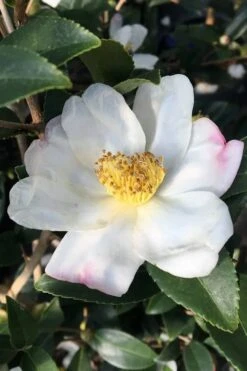 Survivor Cold Hardy White Camellia - 3 Gallon Pot -Wilson Bros Gardens Plant Sales Store camellia sasanqua sweet october 3