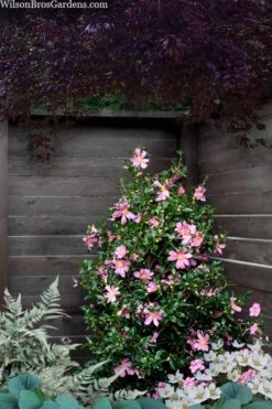 Slim 'N Trim Camellia - 7 Gallon Pot -Wilson Bros Gardens Plant Sales Store camellia slim n trim 103