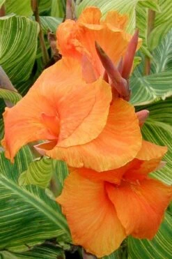 Bengal Tiger Canna Lily - 1 Gallon Pot -Wilson Bros Gardens Plant Sales Store canna pretoria bengal tiger 1