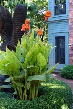 Bengal Tiger Canna Lily - 1 Gallon Pot -Wilson Bros Gardens Plant Sales Store canna pretoria bengal tiger 2