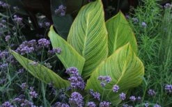 Bengal Tiger Canna Lily - 1 Gallon Pot -Wilson Bros Gardens Plant Sales Store canna pretoria bengal tiger 3