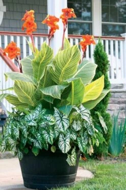 Bengal Tiger Canna Lily - 1 Gallon Pot -Wilson Bros Gardens Plant Sales Store canna pretoria bengal tiger 4