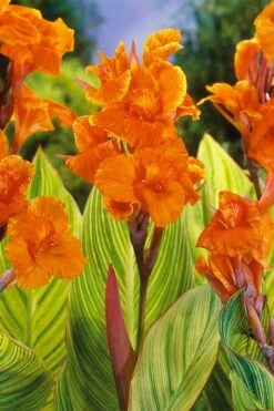 Bengal Tiger Canna Lily - 1 Gallon Pot -Wilson Bros Gardens Plant Sales Store canna pretoria bengal tiger 8