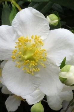 Elizabeth Bush Anemone (Carpentaria Californica) - 5 Gallon Pot 11 Elizabeth Bush Anemone (Carpentaria Californica) - 5 Gallon Pot -Wilson Bros Gardens Plant Sales Store carpentaria californica elizabeth bush anemone 1