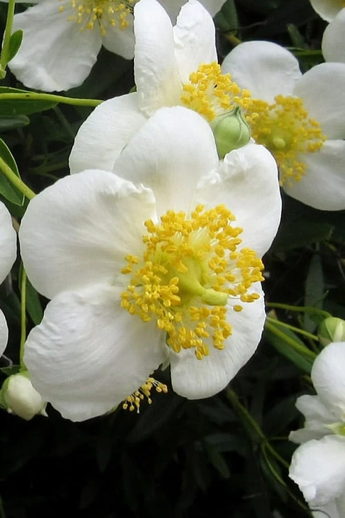 Elizabeth Bush Anemone (Carpentaria Californica) - 5 Gallon Pot 6 Elizabeth Bush Anemone (Carpentaria Californica) - 5 Gallon Pot - Image 6
