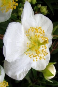 Elizabeth Bush Anemone (Carpentaria Californica) - 5 Gallon Pot 15 Elizabeth Bush Anemone (Carpentaria Californica) - 5 Gallon Pot -Wilson Bros Gardens Plant Sales Store carpentaria californica elizabeth bush anemone 5