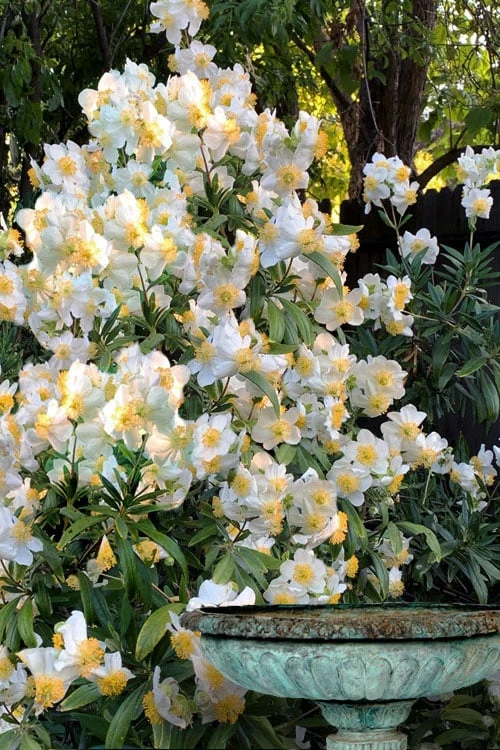 Elizabeth Bush Anemone (Carpentaria Californica) - 5 Gallon Pot 1 Elizabeth Bush Anemone (Carpentaria Californica) - 5 Gallon Pot