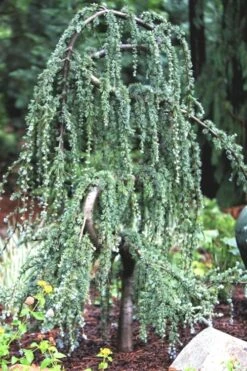 Serpentine Weeping Blue Atlas Cedar - 5 Gallon Pot -Wilson Bros Gardens Plant Sales Store ceadr blue atlas serpentine 1