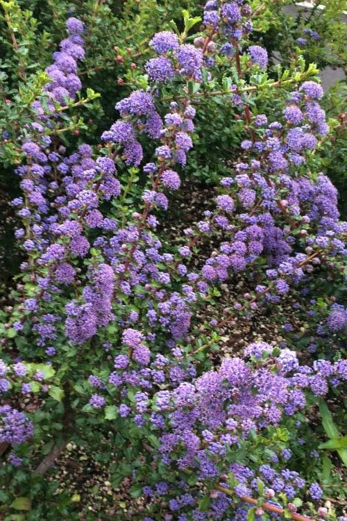 Blue Jeans Mountain Lilac (Ceanothus) - 2 Gallon Pot 5 Blue Jeans Mountain Lilac (Ceanothus) - 2 Gallon Pot - Image 5