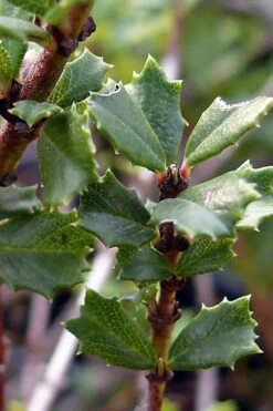 Blue Jeans Mountain Lilac (Ceanothus) - 2 Gallon Pot 11 Blue Jeans Mountain Lilac (Ceanothus) - 2 Gallon Pot -Wilson Bros Gardens Plant Sales Store ceanothus blue jeans california lilac 7