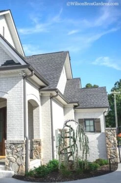 Serpentine Weeping Blue Atlas Cedar - 5 Gallon Pot -Wilson Bros Gardens Plant Sales Store cedar blue atlas serpentine 11