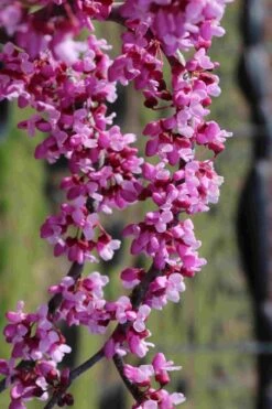 Traveller Weeping Redbud Tree - 7 Gallon Pot 15 Traveller Weeping Redbud Tree - 7 Gallon Pot -Wilson Bros Gardens Plant Sales Store cercis canadensis travelers pink weeping redbud 7