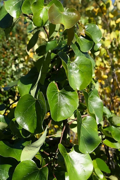 Traveller Weeping Redbud Tree - 7 Gallon Pot 7 Traveller Weeping Redbud Tree - 7 Gallon Pot - Image 7