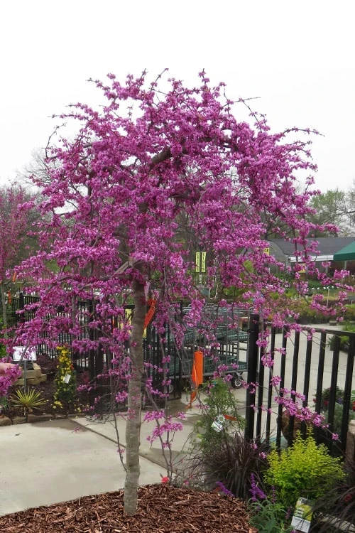 Traveller Weeping Redbud Tree - 7 Gallon Pot 1 Traveller Weeping Redbud Tree - 7 Gallon Pot