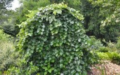 Traveller Weeping Redbud Tree - 7 Gallon Pot 12 Traveller Weeping Redbud Tree - 7 Gallon Pot -Wilson Bros Gardens Plant Sales Store cercis canadensis travellers pink weeping redbud 4