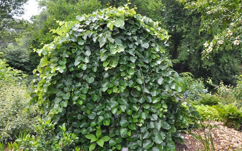 Traveller Weeping Redbud Tree - 7 Gallon Pot 5 Traveller Weeping Redbud Tree - 7 Gallon Pot - Image 5