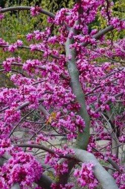 Traveller Weeping Redbud Tree - 7 Gallon Pot 13 Traveller Weeping Redbud Tree - 7 Gallon Pot -Wilson Bros Gardens Plant Sales Store cercis canadensis travellers pink weeping redbud 5